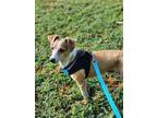 Adopt Pancho a Terrier, Beagle