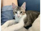 Adopt Ayros a Tabby