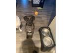Adopt Aaron (GUNNER SC) a Catahoula Leopard Dog
