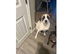 Adopt Kelvin (MAVERICK SC) a Anatolian Shepherd