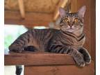 Adopt Ziti a Domestic Short Hair, Tabby