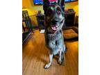 Adopt Milo a German Shepherd Dog