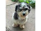Adopt Jumbo a Coton de Tulear