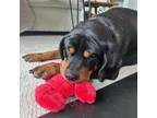 Adopt Boone a Rottweiler