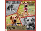 Adopt Thyme a Terrier, Boxer