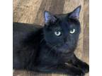 Adopt Max a Domestic Medium Hair