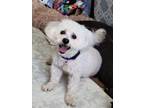 Adopt Dexter #453 a Maltipoo