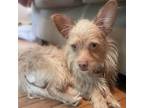 Adopt Sport a Terrier, Mixed Breed