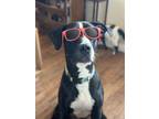 Adopt Lucky a Pit Bull Terrier, Treeing Walker Coonhound