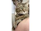 Adopt AC Simba (Al) a Domestic Short Hair, Tabby