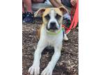 Adopt Neptune Planet a Beagle, Pug