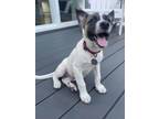 Adopt Flynn 3124 a German Shepherd Dog