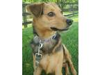 Adopt Audi 3177 a German Shepherd Dog