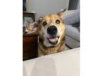 Adopt Francis a German Shepherd Dog