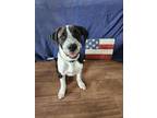 Adopt 24-039 Rudy a Cattle Dog, Great Dane