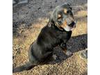 Adopt Rebel a Rottweiler