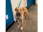 Adopt Wales a Pit Bull Terrier