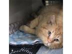 Adopt Goldie a Domestic Short Hair