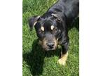 Adopt Myles2 a Rottweiler, Australian Kelpie
