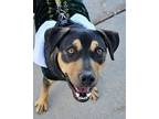Adopt McCoy2 a Rottweiler, Australian Kelpie