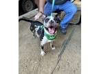Adopt Shorty Jones a Catahoula Leopard Dog, Mixed Breed