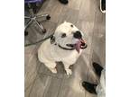 Adopt Frankie a Dalmatian