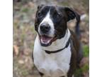 Adopt Lennon a Black Labrador Retriever, American Staffordshire Terrier