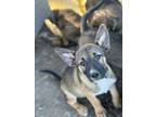 Adopt Gizmo a Australian Cattle Dog / Blue Heeler, Belgian Shepherd / Malinois