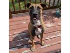 Adopt Flint a Belgian Shepherd / Malinois, Black Mouth Cur