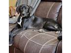 Adopt Kato a Plott Hound