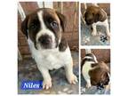 Adopt Niles a Labrador Retriever, Mixed Breed