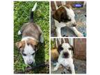 Adopt Milo a Labrador Retriever, Mixed Breed