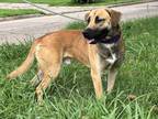 Adopt Lucas a German Shepherd Dog, Mixed Breed