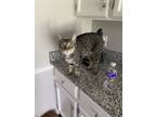Adopt Thumper a Domestic Short Hair