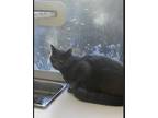 Adopt Baloo a Russian Blue
