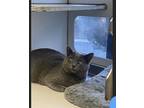 Adopt Asher a Russian Blue