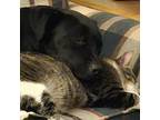 Adopt Harley a Pit Bull Terrier, Labrador Retriever