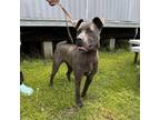 Adopt Ruckus a American Staffordshire Terrier