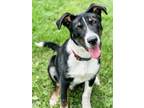Adopt Dre a Border Collie