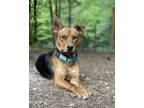 Adopt Winston a Carolina Dog, Shepherd
