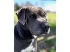 Adopt Bobby a Labrador Retriever, Mixed Breed