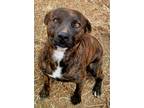 Adopt Hank a Catahoula Leopard Dog, Boxer