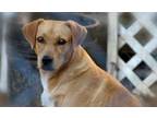 Adopt Charlie a Golden Retriever, Mixed Breed