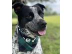 Adopt Buddy a Australian Cattle Dog / Blue Heeler, Mixed Breed