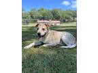 Adopt Henley a Labrador Retriever, Cattle Dog