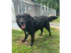 Adopt Atlas a Labrador Retriever