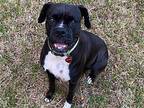Lena F24-009 Boxer Adult Female