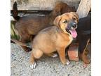 Bubbles Mixed Breed (Medium) Puppy Female