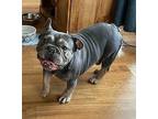 Tievor French Bulldog Adult Male