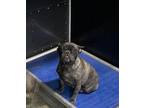 Lexi French Bulldog Young Female
